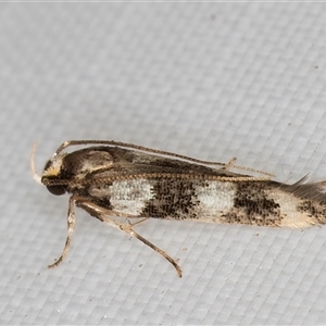 Limnaecia (genus) (A Cosmet moth (Cosmopteriginae) at Melba, ACT - 29 Apr 2025 by kasiaaus