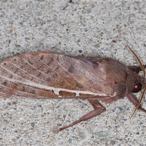 Oxycanus dirempta (Variable Oxycanus) at Melba, ACT - 29 Apr 2025 by kasiaaus