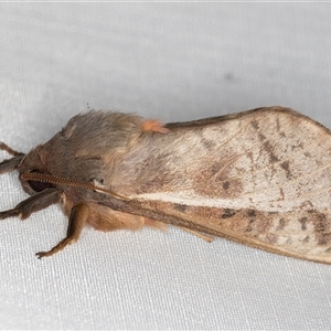 Oxycanus dirempta (Variable Oxycanus) at Melba, ACT - 29 Apr 2025 by kasiaaus
