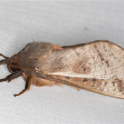 Oxycanus dirempta (Variable Oxycanus) at Melba, ACT - 29 Apr 2025 by kasiaaus