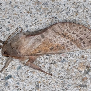 Oxycanus dirempta at Melba, ACT - 29 Apr 2025 10:36 PM