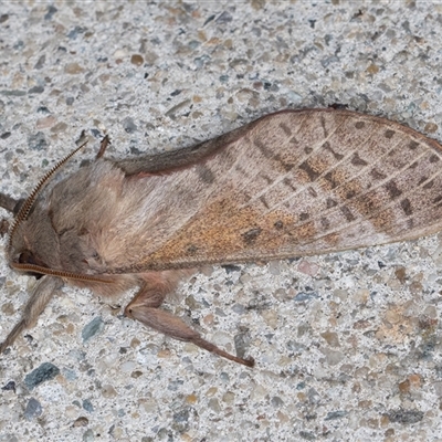 Oxycanus dirempta (Variable Oxycanus) at Melba, ACT - 29 Apr 2025 by kasiaaus