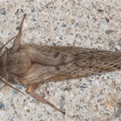 Oxycanus dirempta at Melba, ACT - 29 Apr 2025 10:36 PM