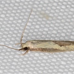 Opogona stenocraspeda (Tineidae) at Melba, ACT - 29 Apr 2025 by kasiaaus