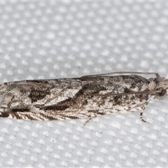 Holocola thalassinana (A Leafroller Moth) at Melba, ACT - 29 Apr 2025 by kasiaaus