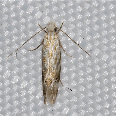 Dryadaula anthracorma (A Clothes moth (Dryadaulinae, Tineidae) at Melba, ACT - 29 Apr 2025 by kasiaaus