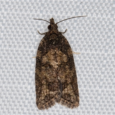 Capua dura (A Tortricid moth) at Melba, ACT - 29 Apr 2025 by kasiaaus