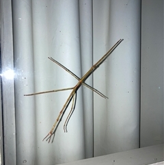 Ctenomorpha marginipennis (Margin-winged stick insect) at Hawker, ACT - 30 Apr 2025 by MervynAston