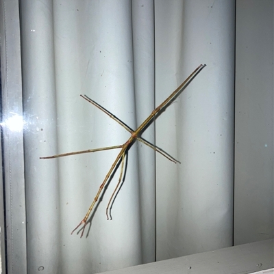 Ctenomorpha marginipennis (Margin-winged stick insect) at Hawker, ACT - 30 Apr 2025 by MervynAston