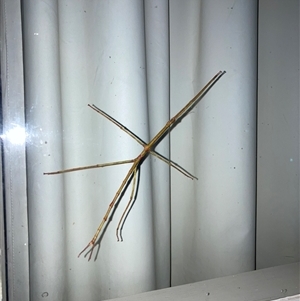 Unverified Stick insect (Phasmatodea) at Hawker, ACT - Yesterday by MervynAston