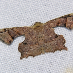 Unverified Other moth at Wooroonooran, QLD - 22 Oct 2008 by PJH123