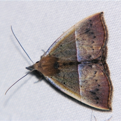 Unverified Noctuoid moth (except Arctiinae) at Wooroonooran, QLD - 22 Oct 2008 by PJH123