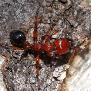 Podomyrma gratiosa (Muscleman tree ant) at Forde, ACT - Yesterday by TimL