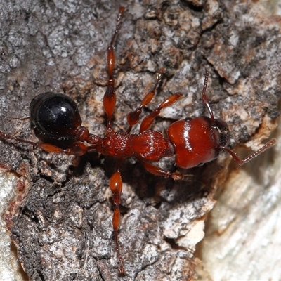 Podomyrma gratiosa (Muscleman tree ant) at Forde, ACT - 30 Apr 2025 by TimL