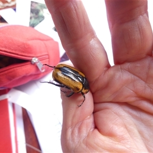 Chondropyga dorsalis by TwoRivers