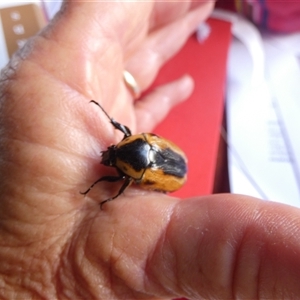 Chondropyga dorsalis at Ballyroe, NSW - suppressed