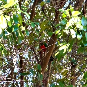 Alisterus scapularis at Latham, ACT - Today by Jillw