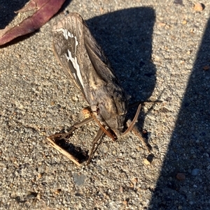 Abantiades atripalpis (Bardee grub/moth, Rain Moth) at Page, ACT - Today by JulieQ