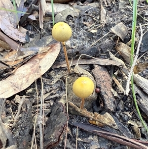 Agarics gilled fungi at Bucketty, NSW - Today by MartinPredavec