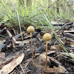Protostropharia semiglobata at Bucketty, NSW - 1 May 2025 09:02 AM