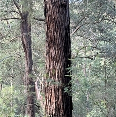 Syncarpia glomulifera (Turpentine) at Bucketty, NSW - 1 May 2025 by MartinPredavec