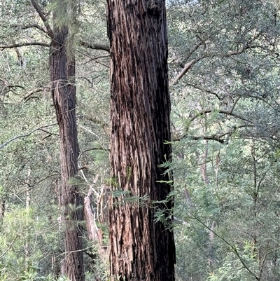 Syncarpia glomulifera (Turpentine) at Bucketty, NSW - 1 May 2025 by MartinPredavec