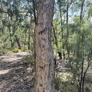 Corymbia eximia at Bucketty, NSW - Today by MartinPredavec