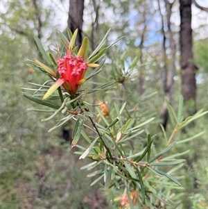 Lambertia formosa at Bucketty, NSW - Today by MartinPredavec