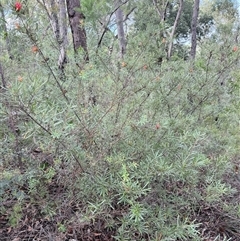 Lambertia formosa at Bucketty, NSW - 1 May 2025 10:34 AM