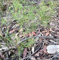 Caustis flexuosa at Bucketty, NSW - Today by MartinPredavec