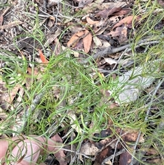 Caustis flexuosa at Bucketty, NSW - suppressed