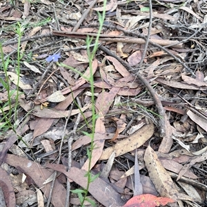 Dampiera stricta at Bucketty, NSW - Today by MartinPredavec