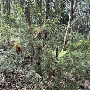 Banksia spinulosa at Bucketty, NSW - Today by MartinPredavec