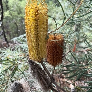 Banksia collina at Bucketty, NSW - 1 May 2025 10:45 AM