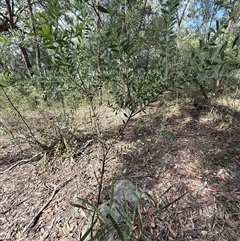 Acacia sp. at Bucketty, NSW - Today by MartinPredavec