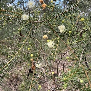 Acacia ulicifolia at Bucketty, NSW - 1 May 2025 10:51 AM