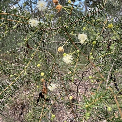 Acacia ulicifolia at Bucketty, NSW - Today by MartinPredavec