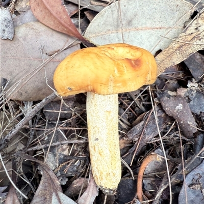 Agarics gilled fungi at Bucketty, NSW - 1 May 2025 by MartinPredavec