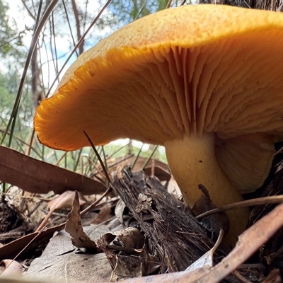 Agarics gilled fungi at Bucketty, NSW - 1 May 2025 by MartinPredavec