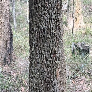Allocasuarina torulosa at Bucketty, NSW - Today by MartinPredavec
