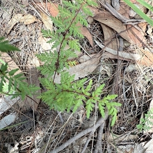 Cheilanthes sieberi at Bucketty, NSW - Today by MartinPredavec