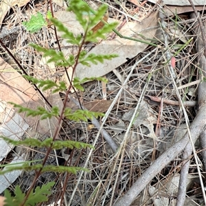 Cheilanthes sieberi at Bucketty, NSW - 1 May 2025 11:02 AM
