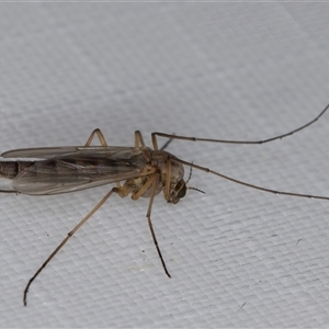 Chironomidae (family) (Non-biting Midge) at Melba, ACT - 29 Apr 2025 by kasiaaus