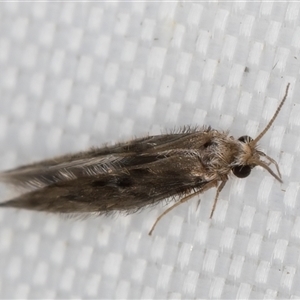Hydroptilidae (family) (Micro-caddisfly) at Melba, ACT - 29 Apr 2025 by kasiaaus