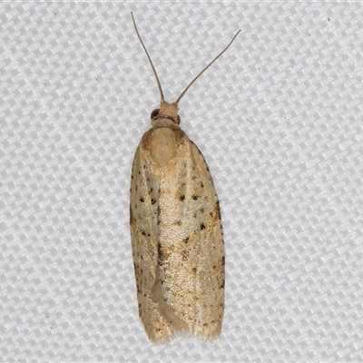 Merophyas divulsana (Lucerne Leafroller) at Melba, ACT - 29 Apr 2025 by kasiaaus