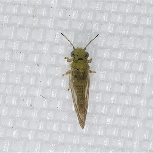 Psyllidae sp. (family) (Unidentified psyllid or lerp insect) at Melba, ACT - 29 Apr 2025 by kasiaaus