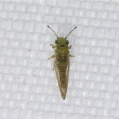 Psyllidae sp. (family) (Unidentified psyllid or lerp insect) at Melba, ACT - 29 Apr 2025 by kasiaaus