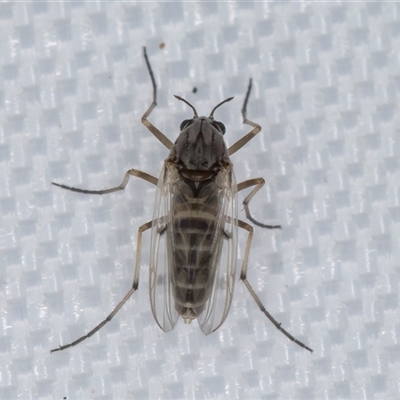 Procladius (genus) (A non-biting midge) at Melba, ACT - 29 Apr 2025 by kasiaaus