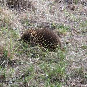 Tachyglossus aculeatus (Short-beaked Echidna) at Latham, ACT - Today by dhkmapr