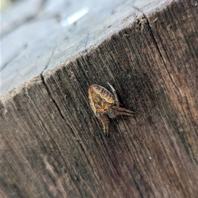 Unverified Orb-weaving spider (several families) at Watson, ACT - 27 Apr 2025 by WalterEgo